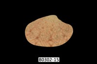 藏品(文文橫簾蛤)的圖片